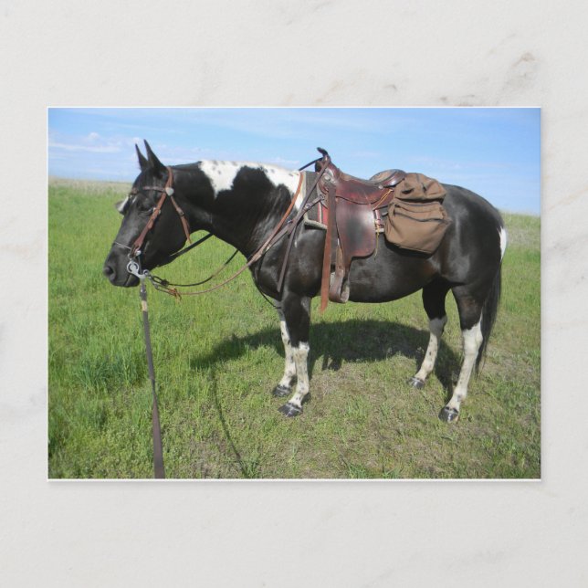 tarjeta posta de caballo de pinto (Anverso)