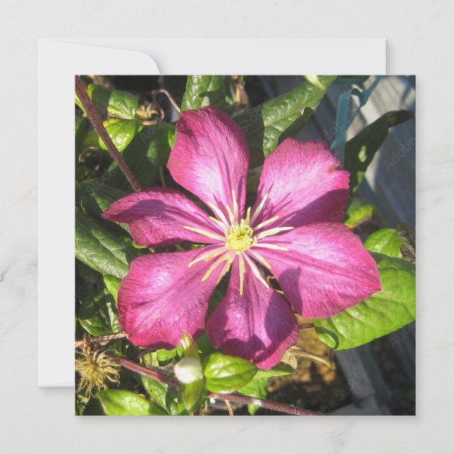 Tarjeta postal (Anverso)