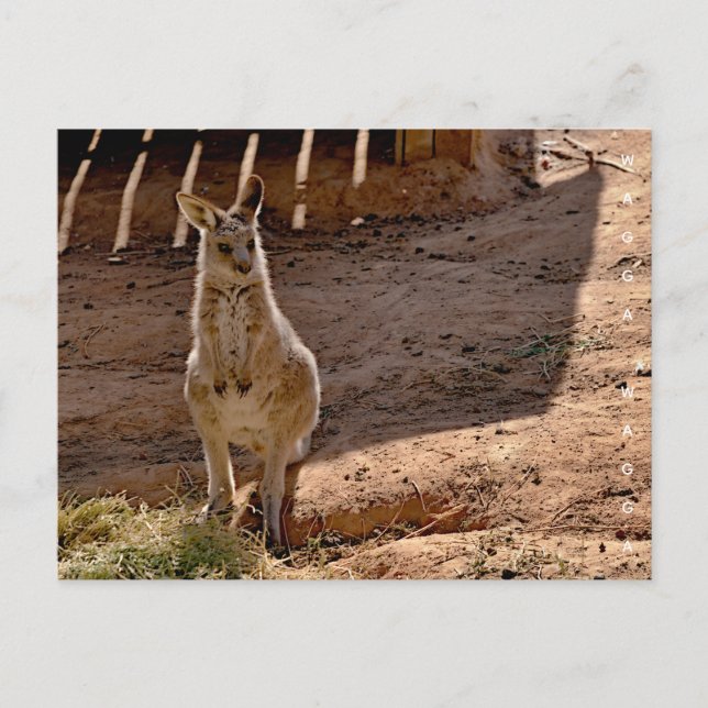 Tarjeta postal (Anverso)