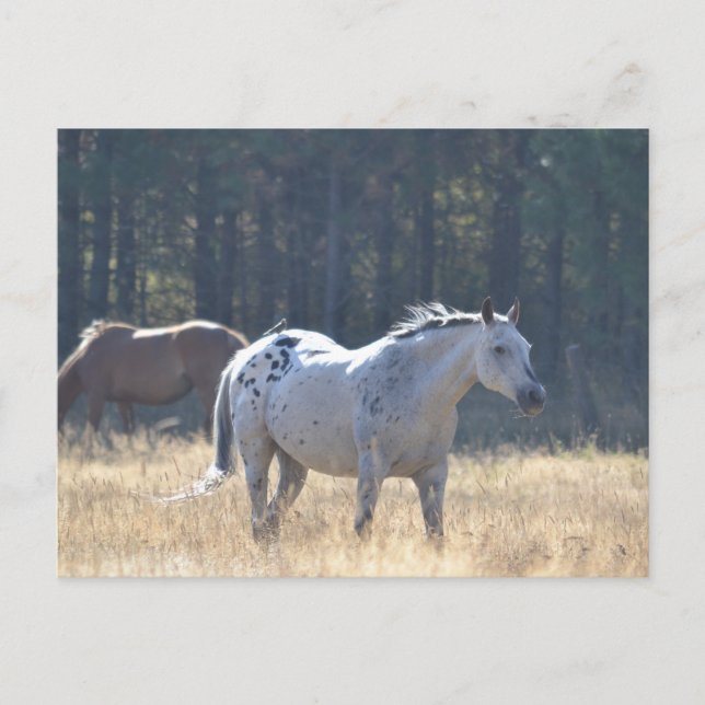 tarjeta postal (Anverso)