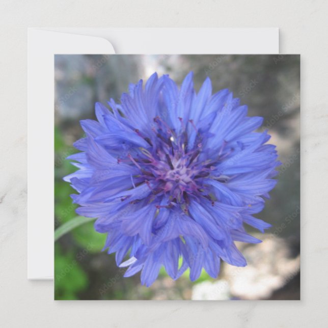 Tarjeta postal (Anverso)