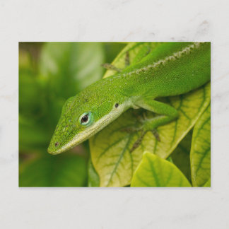 Tarjeta postal 01