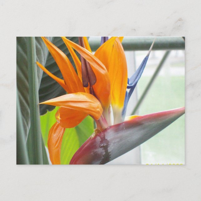 tarjeta postal 100_0344---AVE DEL PARAÍSO (Anverso)