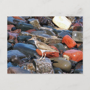 Tarjeta postal 2 de Sandpiper con foco