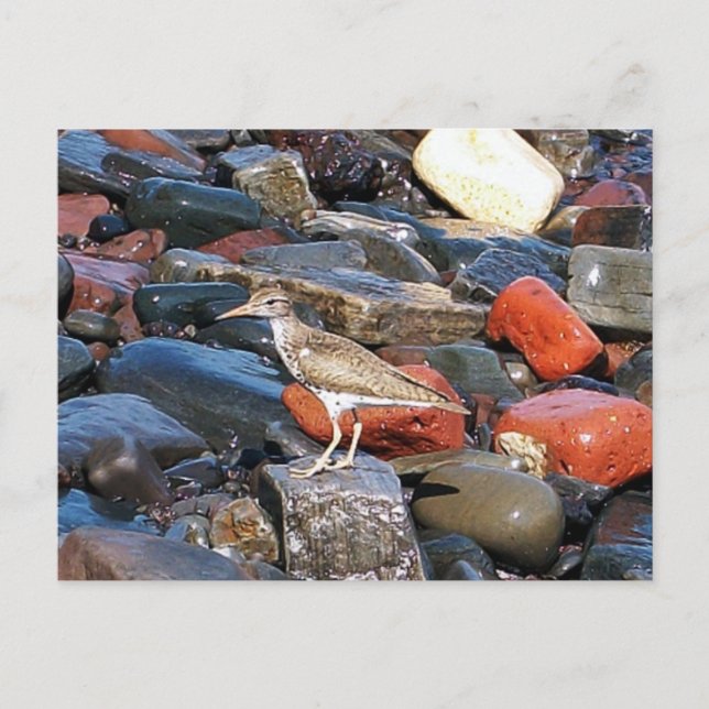Tarjeta postal 2 de Sandpiper con foco (Anverso)