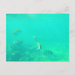 TARJETA POSTAL #5 DEL MAR CARRIBEÑO