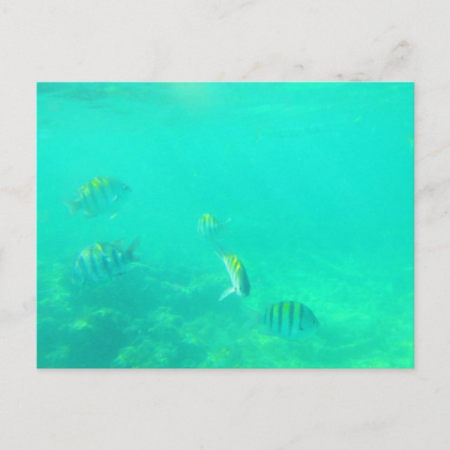 TARJETA POSTAL #5 DEL MAR CARRIBEÑO (Anverso)