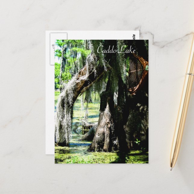 Tarjeta postal - Abanico de ciprés (Anverso/Reverso In Situ)