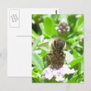 Tarjeta postal – Abeja Melífera en Flor