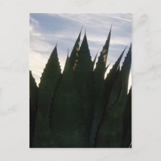 Tarjeta postal Agave Skyrocket