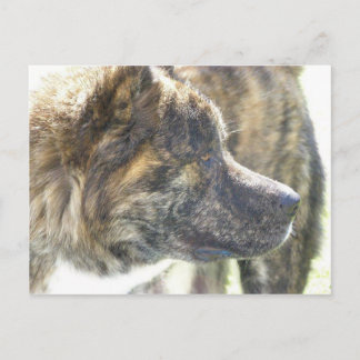 Tarjeta postal Akita