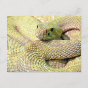 Tarjeta postal Albino Rattlesnake