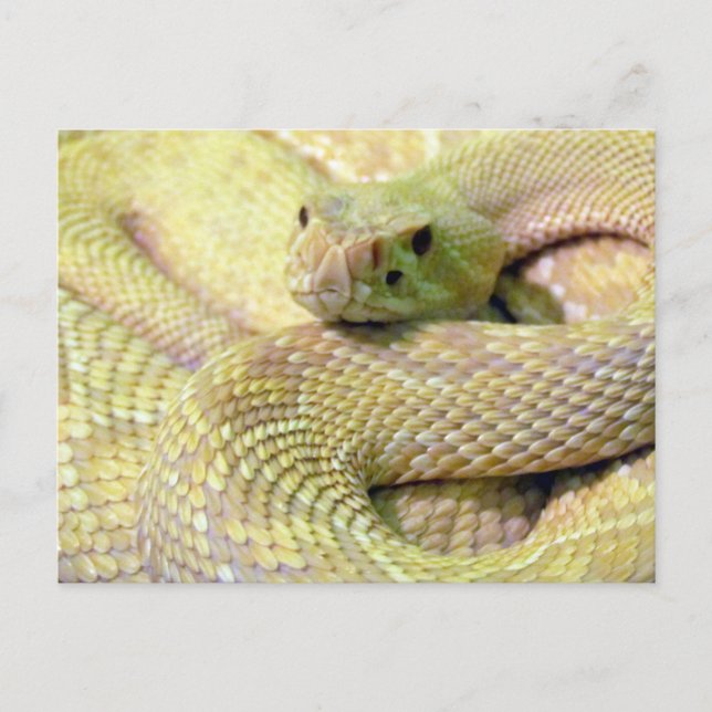 Tarjeta postal Albino Rattlesnake (Anverso)