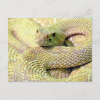 Tarjeta postal Albino Rattlesnake