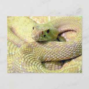 Tarjeta postal Albino Rattlesnake