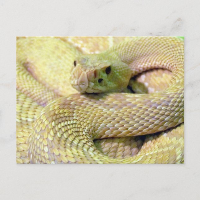 Tarjeta postal Albino Rattlesnake (Anverso)