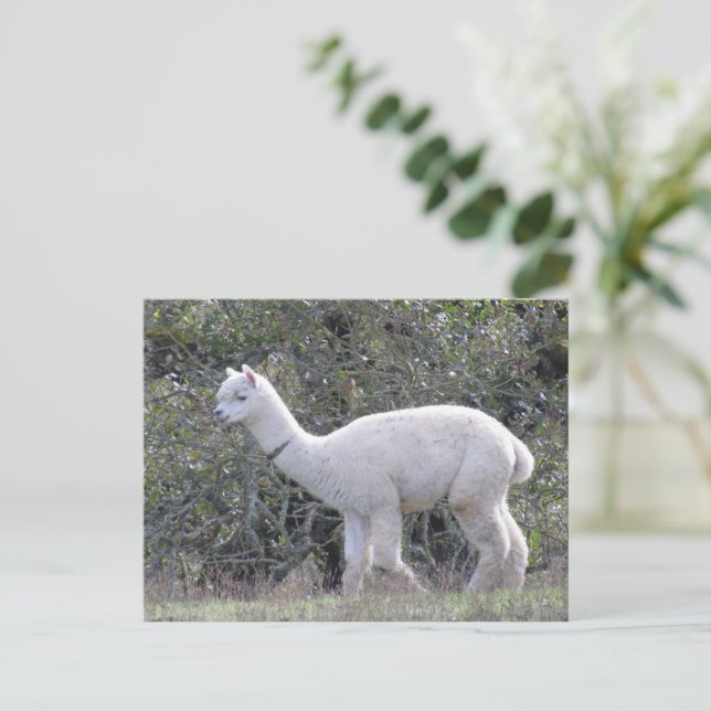 Tarjeta postal - Alpaca Blanca (Anverso de pie)