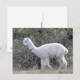 Tarjeta postal - Alpaca Blanca