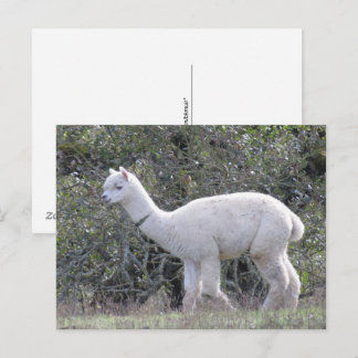 Tarjeta postal - Alpaca Blanca