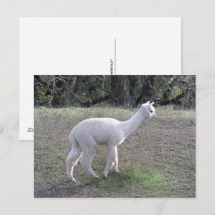 Tarjeta postal - Alpaca blanca en luz solar