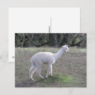 Tarjeta postal - Alpaca blanca en luz solar