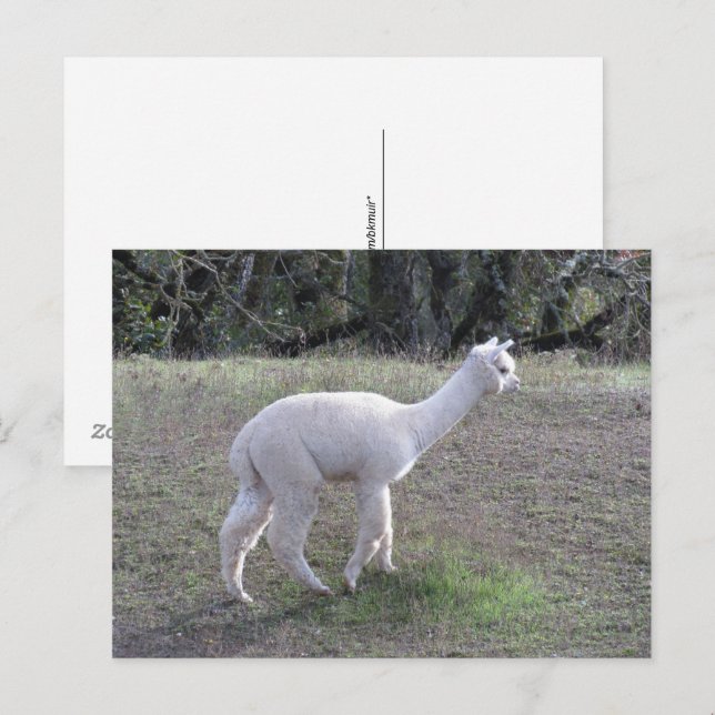 Tarjeta postal - Alpaca blanca en luz solar (Anverso / Reverso)