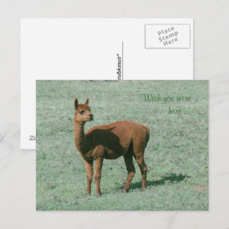 Tarjeta postal - Alpaca - Desearía que estuvieras 