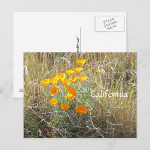 Tarjeta postal - Amapola de California