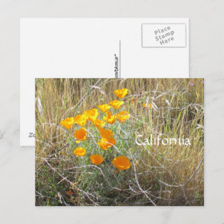 Tarjeta postal - Amapola de California