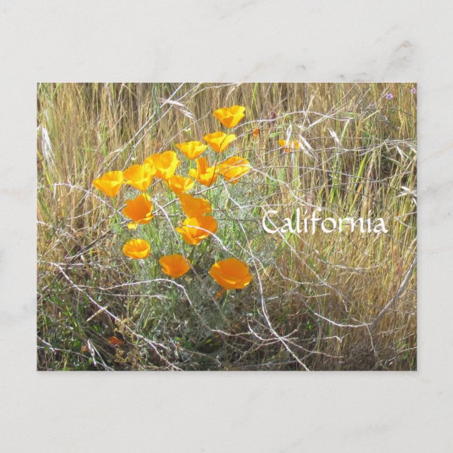 Tarjeta postal - Amapola de California (Anverso)