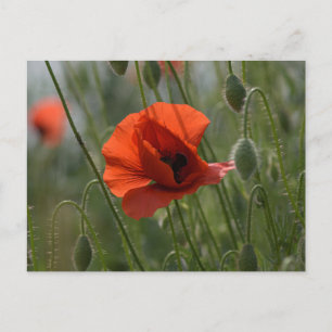 Tarjeta postal - Amapola Roja Silvestre