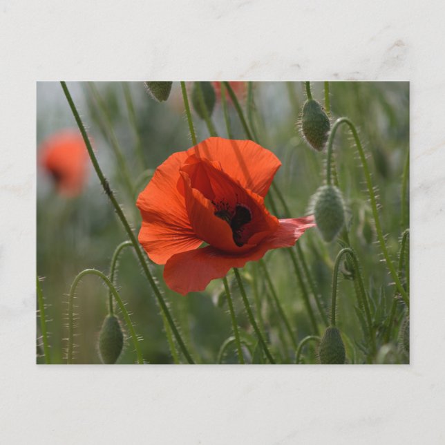 Tarjeta postal - Amapola Roja Silvestre (Anverso)