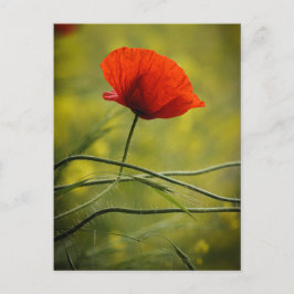 Tarjeta postal amapola sola