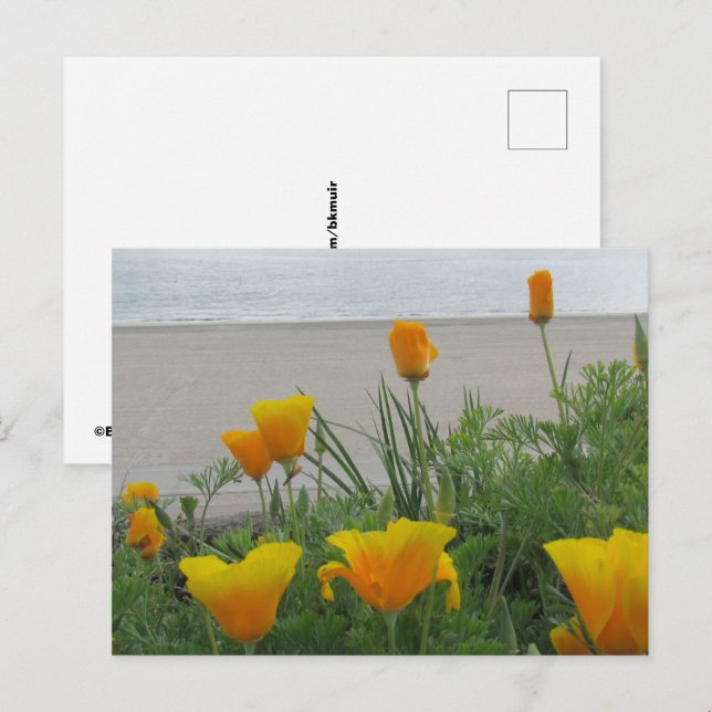 Tarjeta postal - Amapolas de California en la play (Anverso / Reverso)