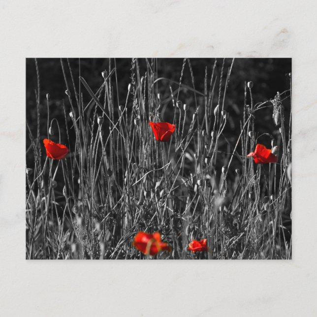 Tarjeta postal - Amapolas de soledad roja (Anverso)