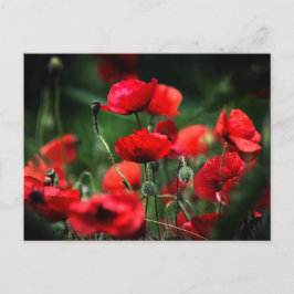 Tarjeta postal Amapolas rojas en la fotografía de