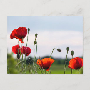 Tarjeta postal - Amapolas silvestres iluminadas po