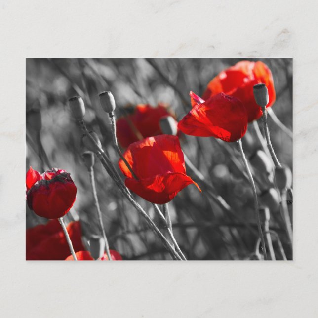 Tarjeta postal - Amargones rojos silvestres (Anverso)