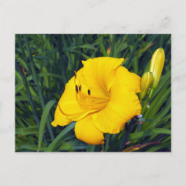 Tarjeta postal amarilla diurna 13 en blanco