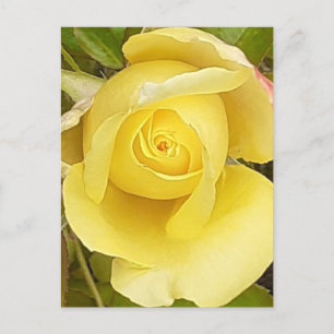 Tarjeta postal amarilla Rosebud