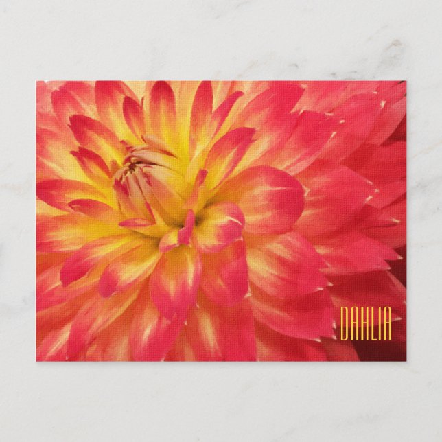 Tarjeta postal amarilla y rosa Dahlia Horiztonal (Anverso)