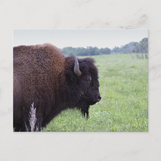 Tarjeta postal American Plains Buffalo Bison (Anverso)