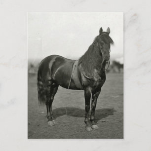Tarjeta postal antigua de caballo de la Unión de l
