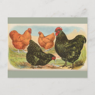 Tarjeta postal antigua de cuatro "pollos Orpington