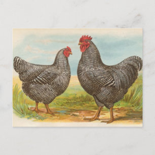 Tarjeta postal antigua de "Gallinas Barred Plymout