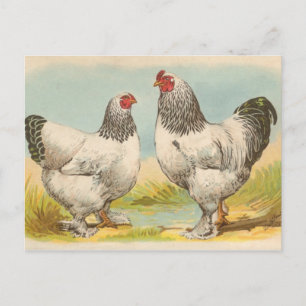 Tarjeta postal antigua de "gallinas Brahama ligera