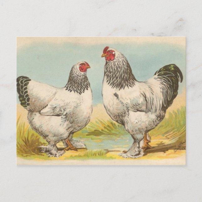 Tarjeta postal antigua de "gallinas Brahama ligera (Anverso)