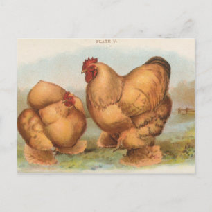 Tarjeta postal antigua de "gallinas Cochin búfalo"