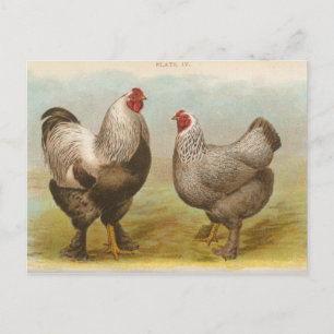 Tarjeta postal antigua de "gallinas Dark Brahama"