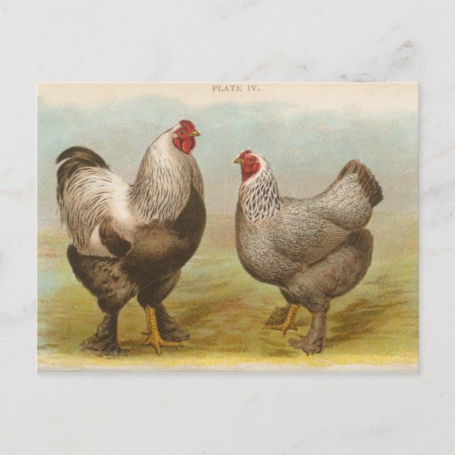 Tarjeta postal antigua de "gallinas Dark Brahama" (Anverso)
